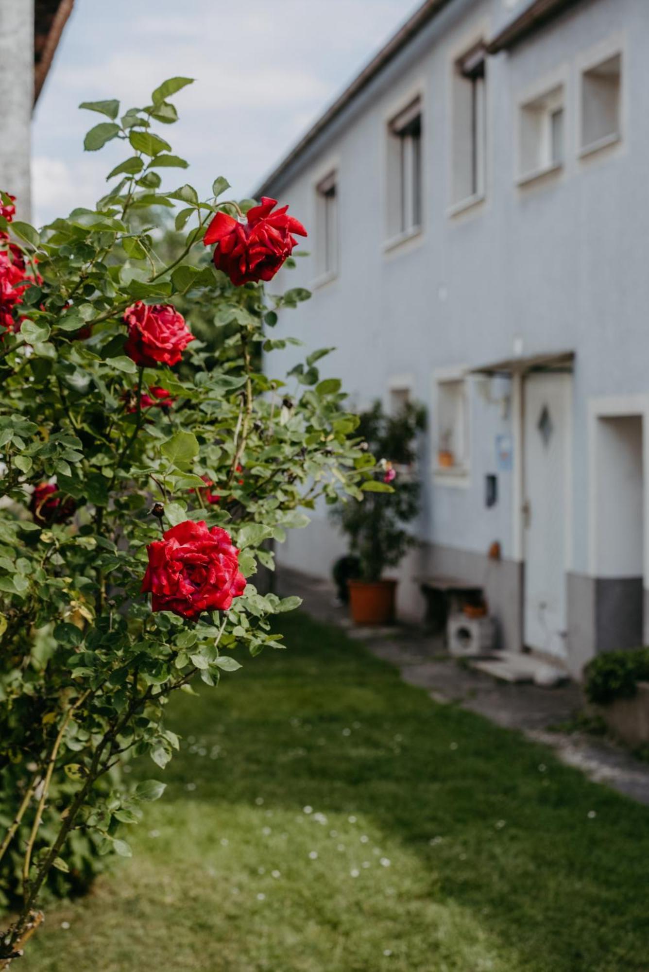 Ferienwohnung Morgensonne Schützen am Gebirge Zewnętrze zdjęcie